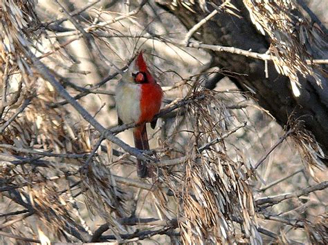 Half-male, half-female bird has a rough life | Science | AAAS