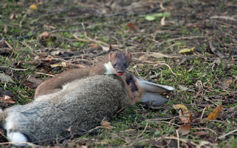 Ermine Facts! | Fun Facts You Need to Know!