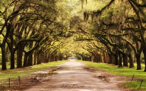 Wormsloe Plantation Historic Site - Savannah (Georgia) | JuzaPhoto