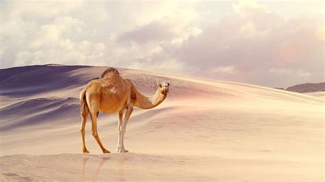 صور جمل مضحكة , خلفيات جمل نكت , 2025 Funny Camel Wallpapers | صقور الإبدآع