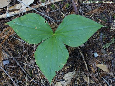 Trillium – Trout's Notes