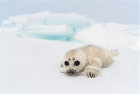 Baikal Seal (Nerpa) Pup by Vadim Balakin / 500px