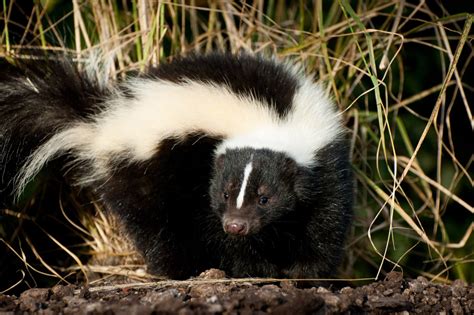 Skunks on the rise in Central Park