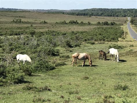 Where to Spot the New Forest Ponies in Hampshire