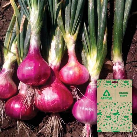 Onion Seeds – Optimal Seeds