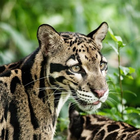 Clouded Leopard (Neofelis nebulosa) | about animals