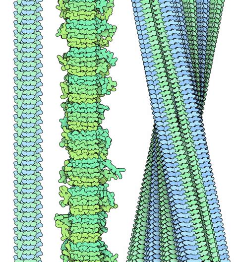 PDB-101: Molecule of the Month: Amyloids