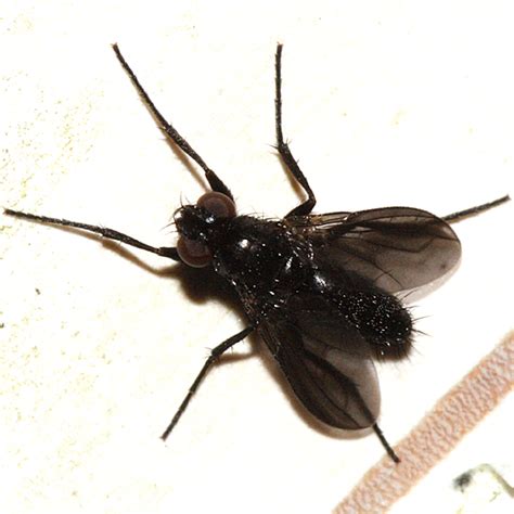 small black fly - Melanophora roralis - BugGuide.Net