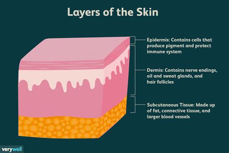 Skin: Anatomy and Function