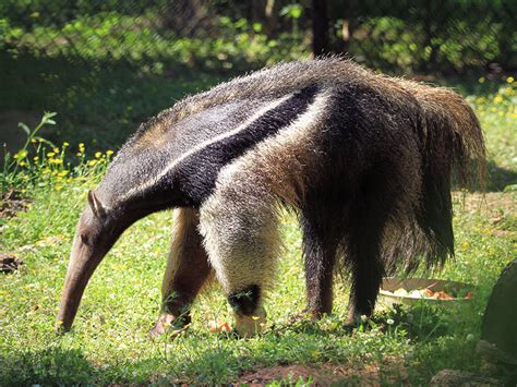 Giant Anteater | Alexandria Zoo