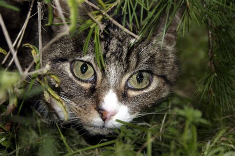 Cat in Bushes stock image. Image of shrubs, meow, eyes - 101275