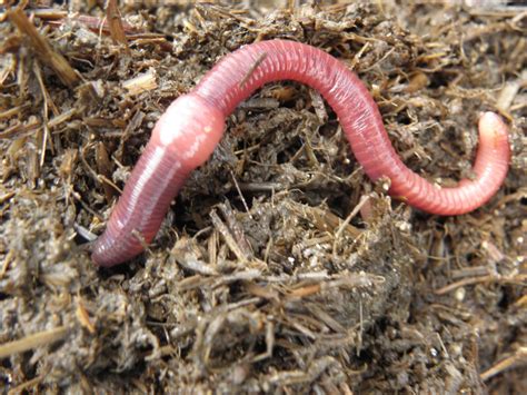 How to Identify the Red Wiggler Composting Worm - HubPages