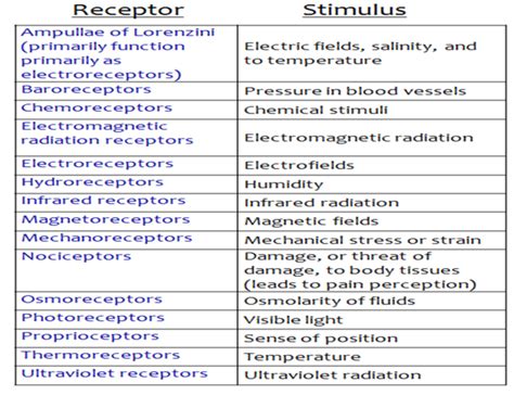 Sensory Receptors | Anatomy and Physiology I | Study Guides