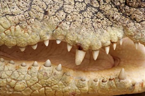 Crocodiles Teeth: How Many Teeth Do Crocodiles Have?