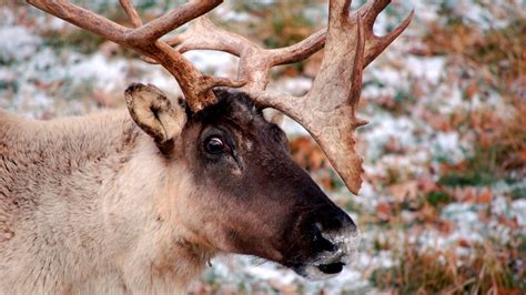 More projects set to restore caribou habitat in B.C. | CTV News