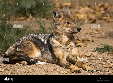 Side striped Jackal being alert Stock Photo - Alamy