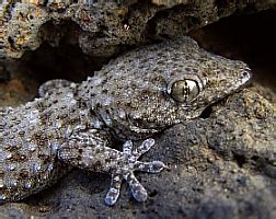 Flora & Fauna of the Canary Islands: Wildlife of Lanzarote, Fuerteventura, Gran Canaria ...