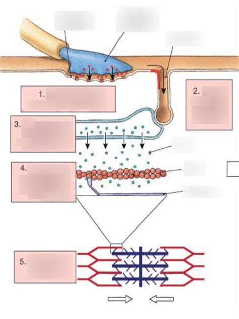 Steps of muscle contraction Diagram | Quizlet