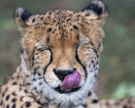 Funny licking cheetah | I like this funny view of a cheetah … | Flickr