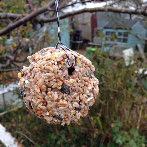 2 Universal Homemade Bird Food Recipes | Birdcage Design Ideas