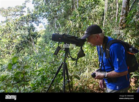 Birdwatching at Tambopata River, Peruvian Amazon Stock Photo - Alamy