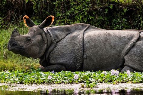 Kaziranga National Park - Best Tiger & Rhino Safari 2021