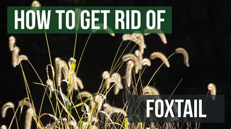 How to Get Rid of Foxtails (4 Easy Steps!) - YouTube