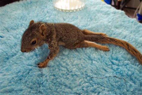 Paralyzed baby tree squirrel, Mary Cummins | Paralyzed baby … | Flickr