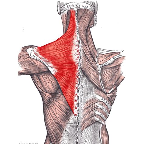 foto do musculo trapézio - Anatomia do Aparelho Locomotor