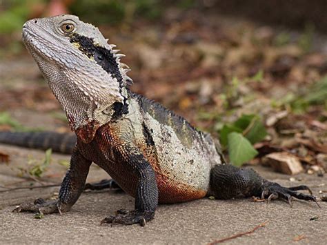 Water dragon | Water dragon, Chinese water dragon, Australian animals