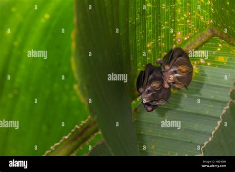 Peters' Tent-making Bat (Uroderma bilobatum) pair roosting under large leaf after making ...