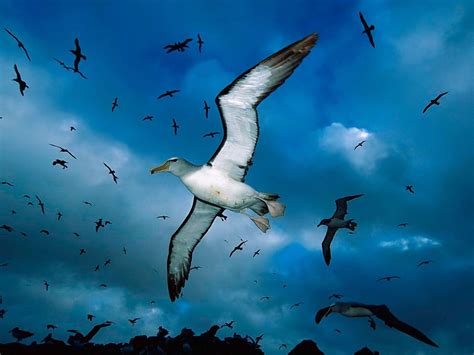 Flying Birds Wallpapers - Wallpaper Cave