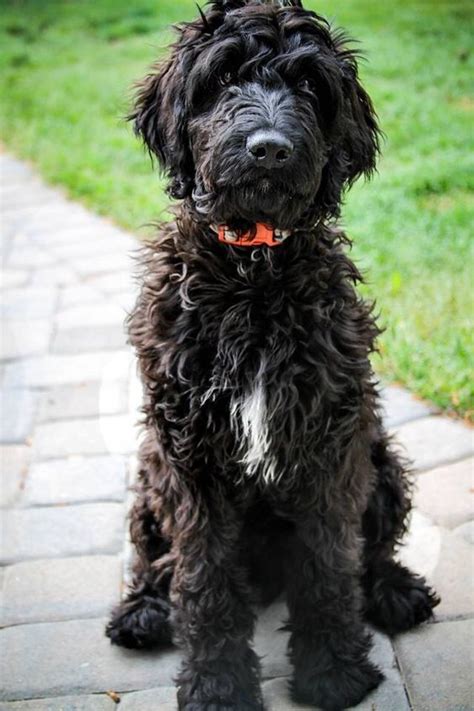 Black Goldendoodle- The "PERFECT" black Teddy bear doodle - My Dogs ...