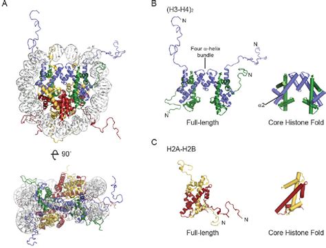 Figure 1 from Towards a mechanism for histone chaperones. | Semantic ...