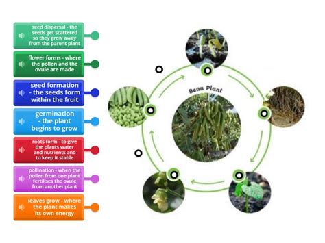 The lifecycle of a flowering plant - sexual reproduction - Labelled diagram