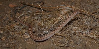 Oklahoma City Snakes - Common and Venomous Snakes of Oklahoma City, Oklahoma Oklahoma County