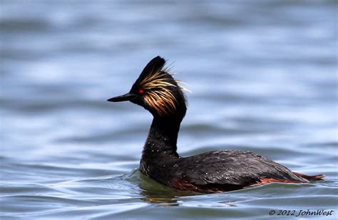 Bird Watching in the Havasu National Wildlife Refuge - Lake Havasu City