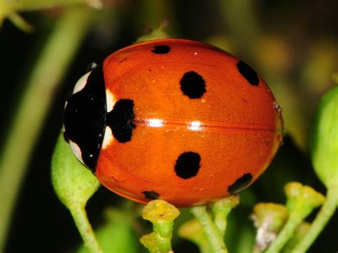 Seven-spotted Lady Beetle | Vermont Atlas of Life