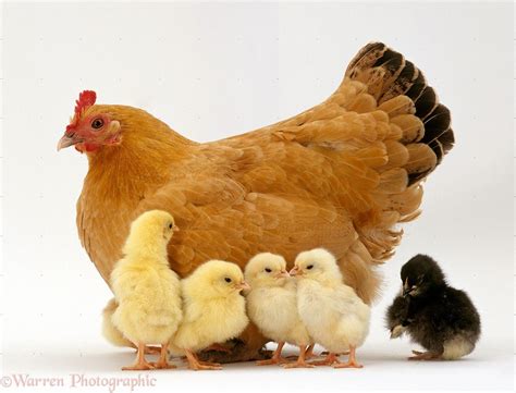 Images: Chicken Chicks Images | Pet chickens, Pet chickens breeds, Beautiful chickens
