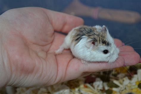 W Midlands Baby Pied Roborovski Dwarf Hamsters - Reptile Forums