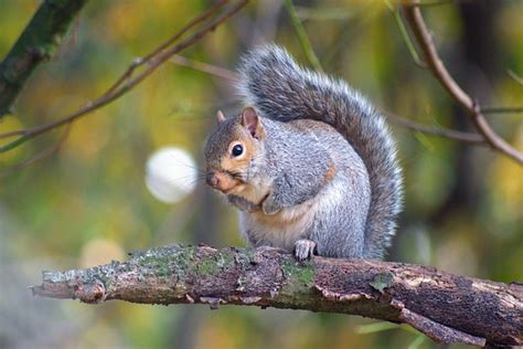 Beautiful Squirrel Autumn Leaves - Free photo on Pixabay - Pixabay