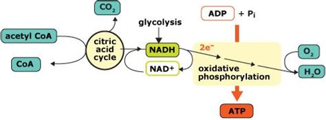 illustration of the glucose oxidation cycle | Science classroom, Biochemistry, Acetyl coa