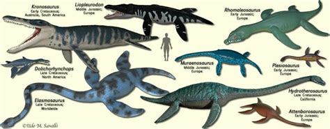 Image result for plesiosaurs | Prehistoric creatures, Reptiles, Animals