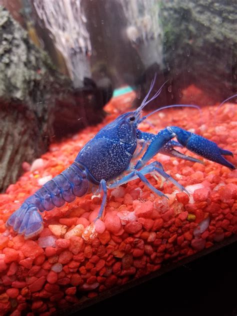 How Much Is A Blue Crayfish? - The Aquarium Guide