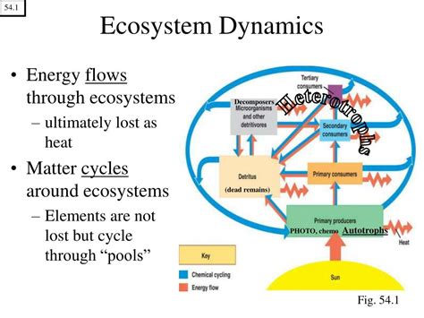 PPT - Ecology is The study of the distribution and abundance of organisms, AND PowerPoint ...