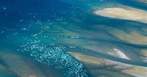 Beluga Whales migration, Nunavut Inlet, Canada | A1 Pictures