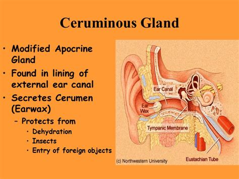 Earwax Management - SCENT