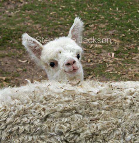 Farm animals and farming in Australia, including unusual livestock