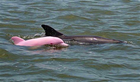 SeaWayBLOG: Pinky. the schockingly pink albino dolphin calf