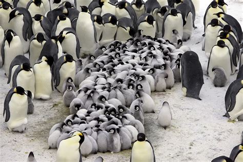 Emperor Penguin Huddle